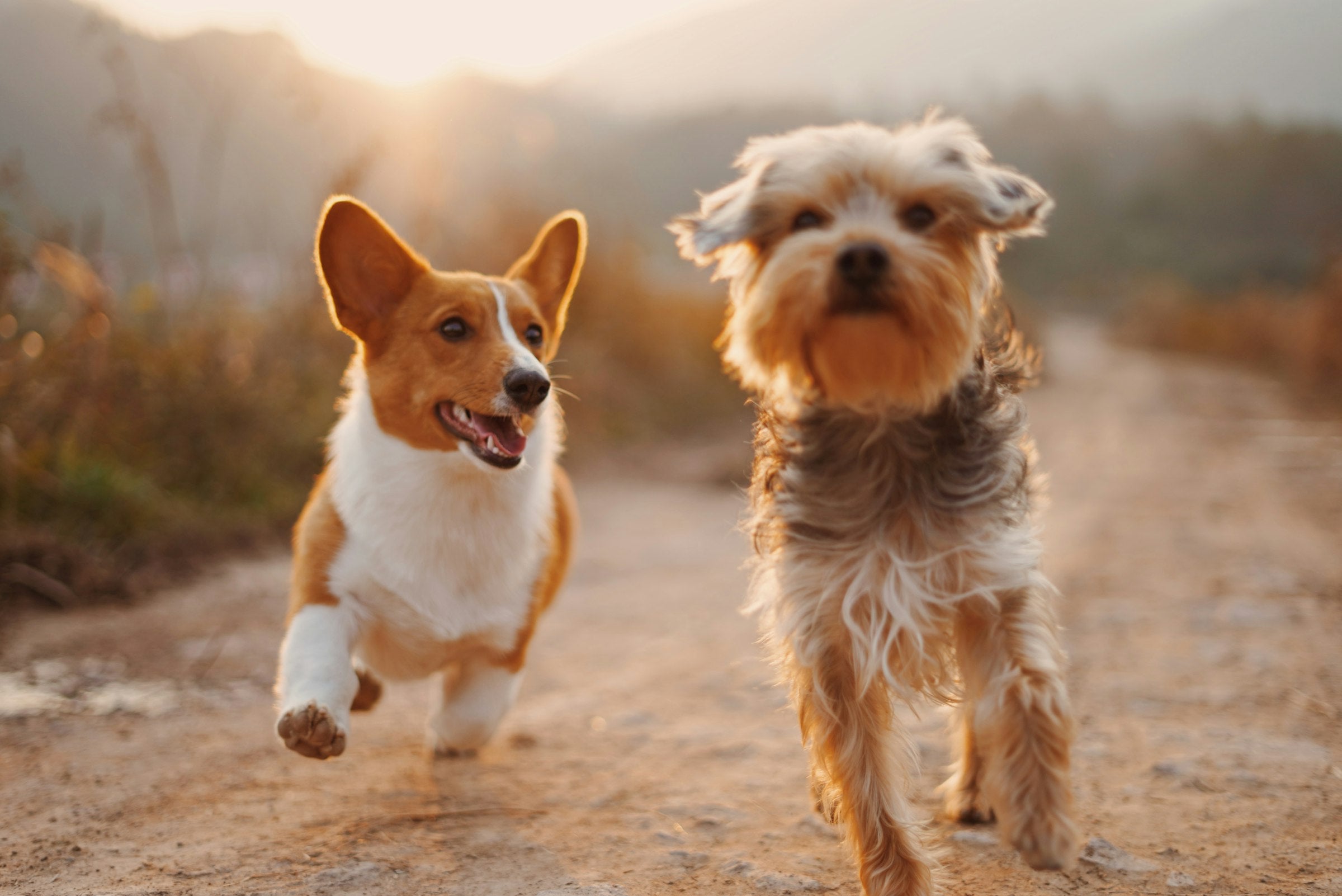 Two happy dogs running outdoors